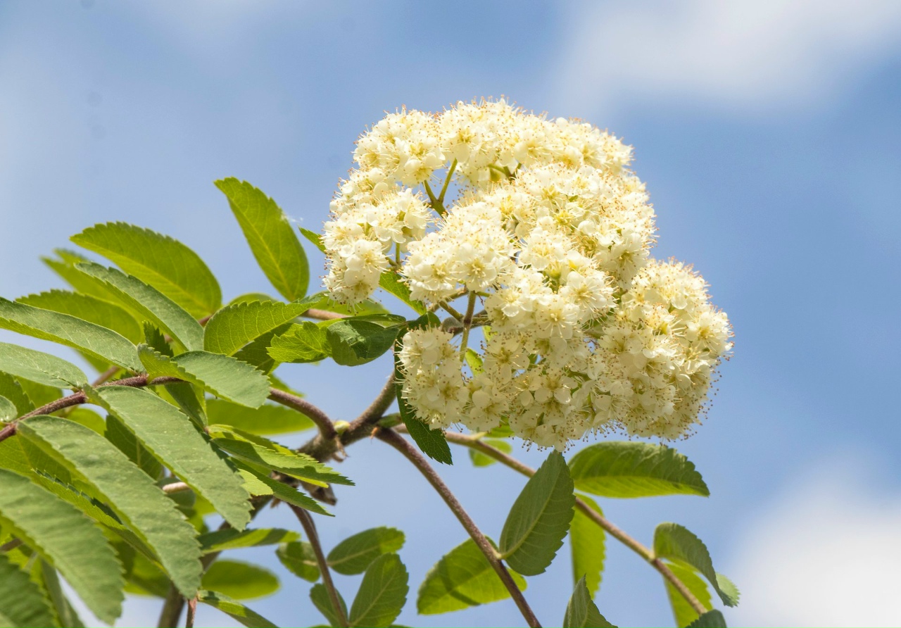 Рябина обыкновенная