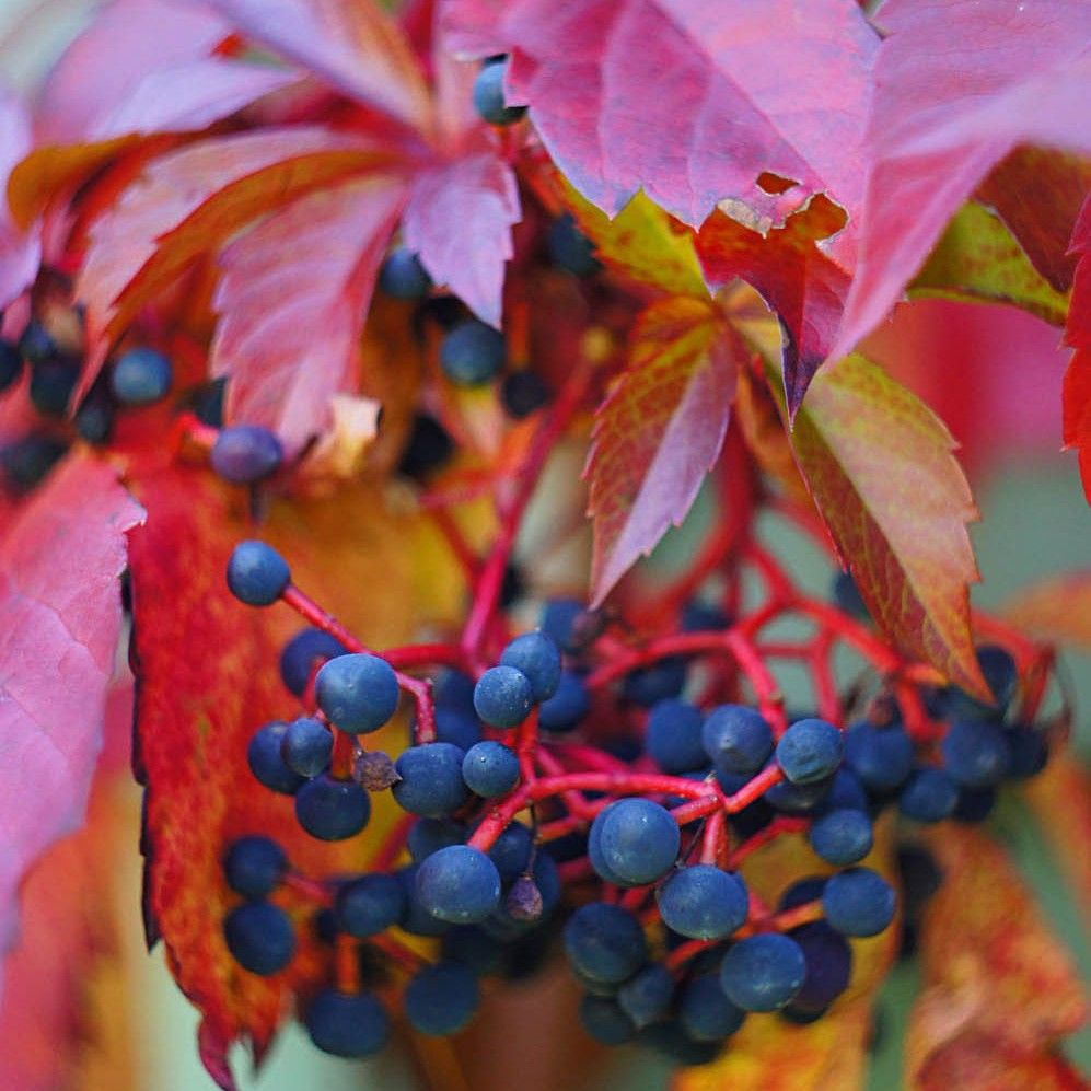 Девичий виноград Девичий виноград