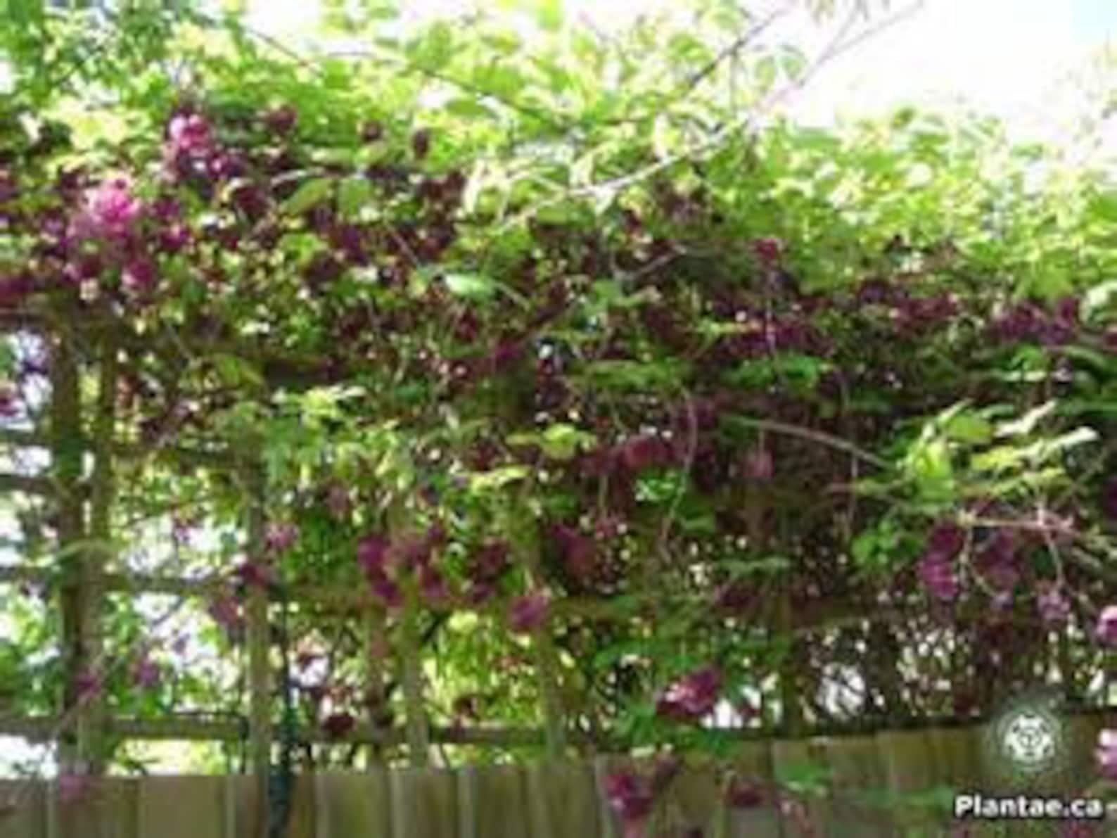 Акебия белоцветковая