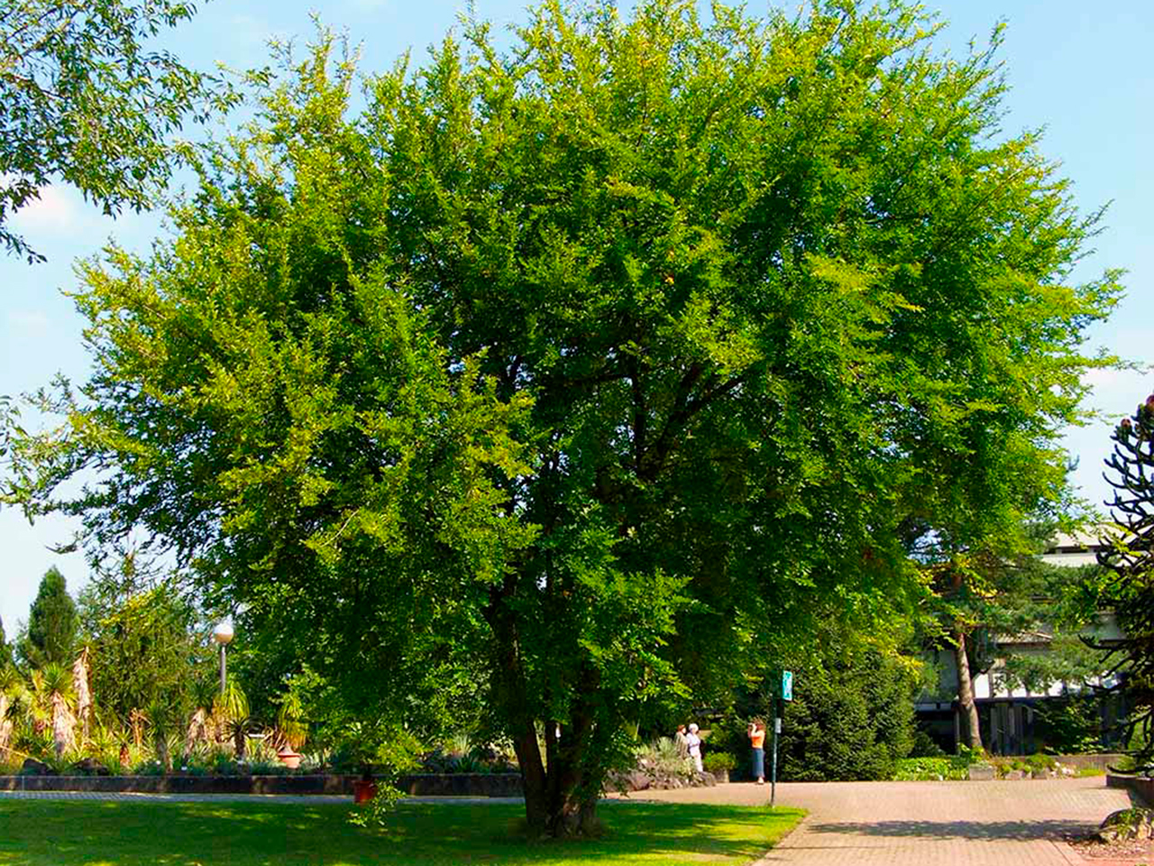 Вяз мелколистный