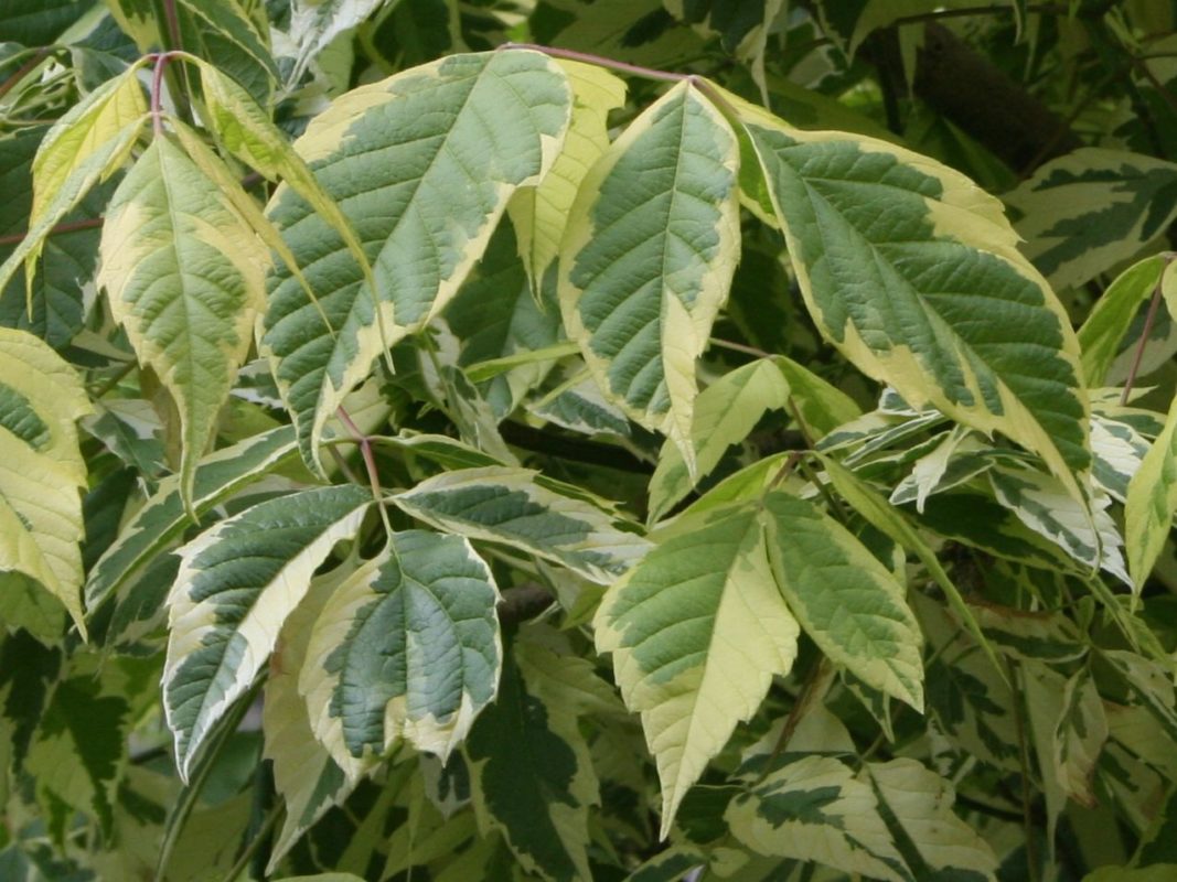 Клён ясенелистный