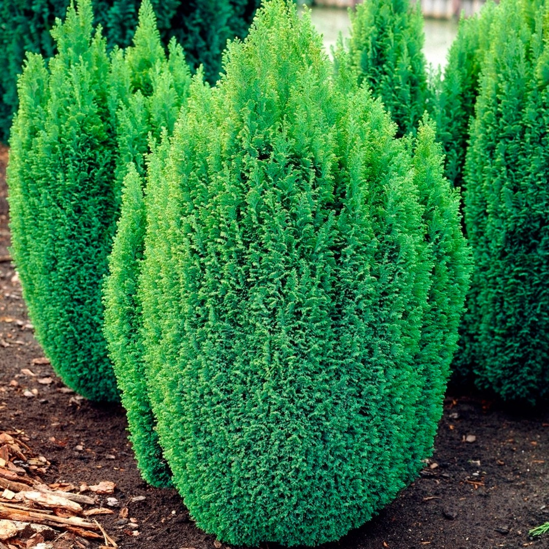 Кипарисовик