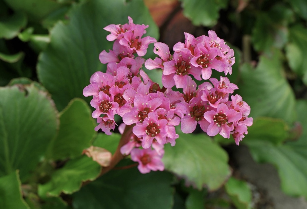 Бадан толстолистный