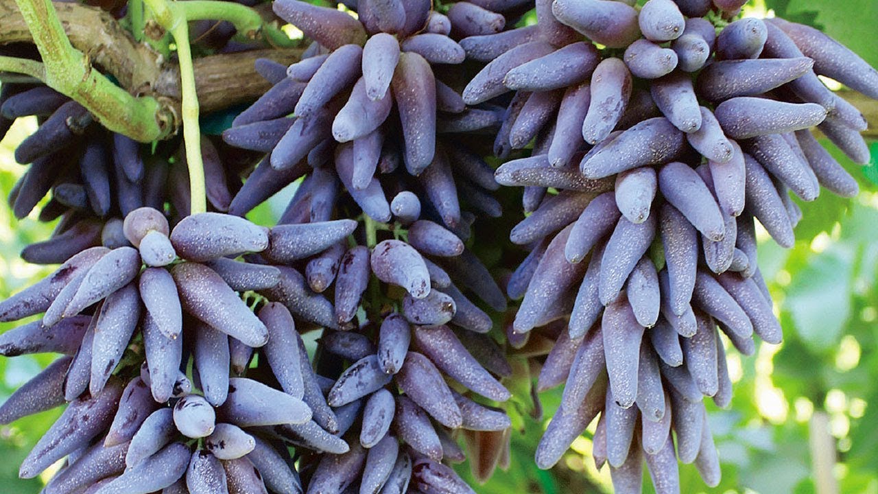 Виноград Монтикола Виноград Монтикола