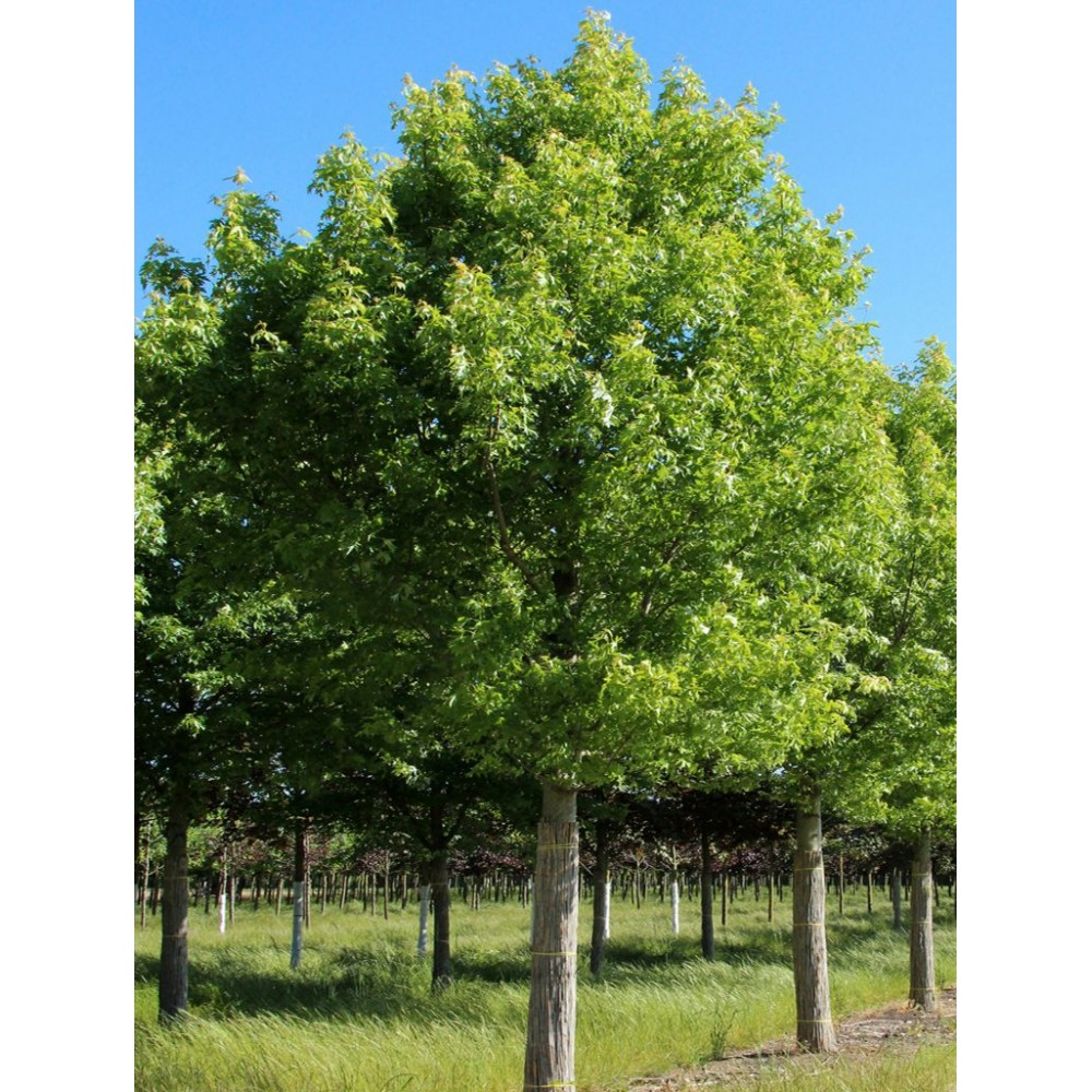 Клён серебристый