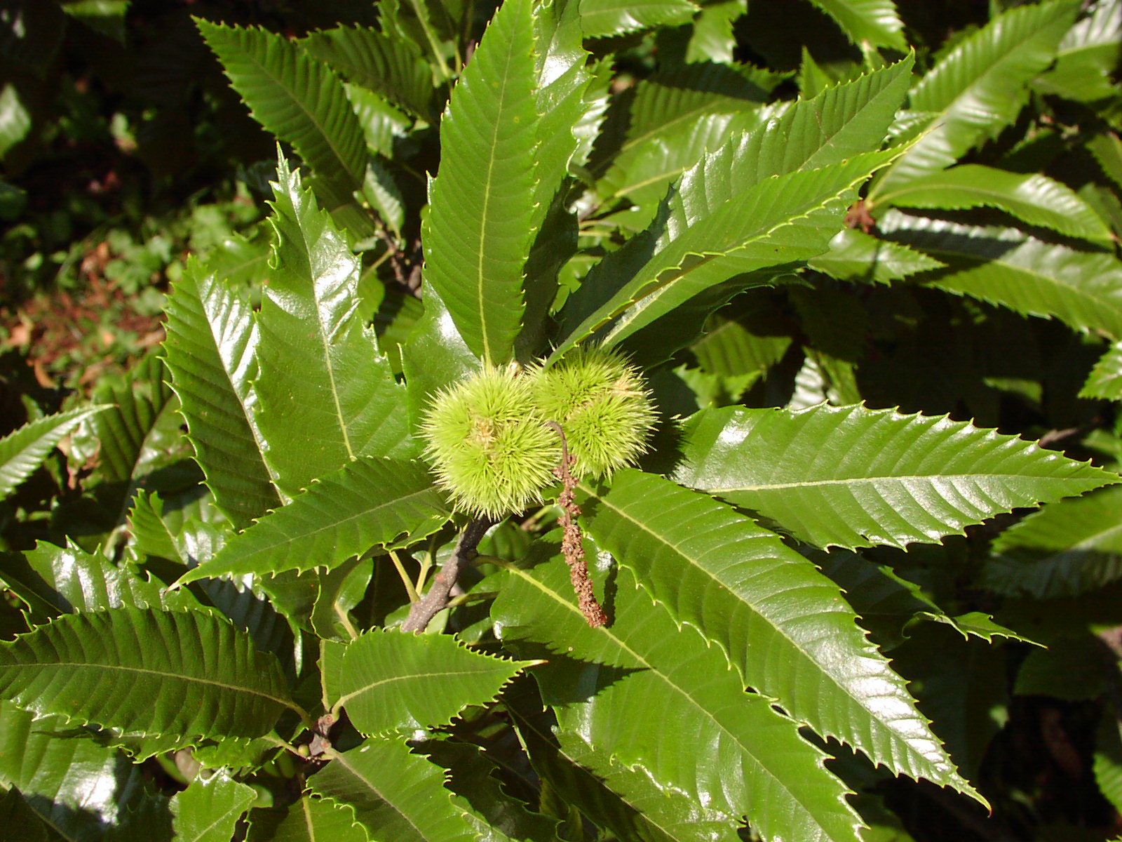 Каштан американский