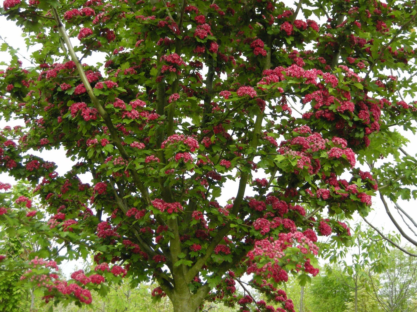 Боярышник петушья шпора