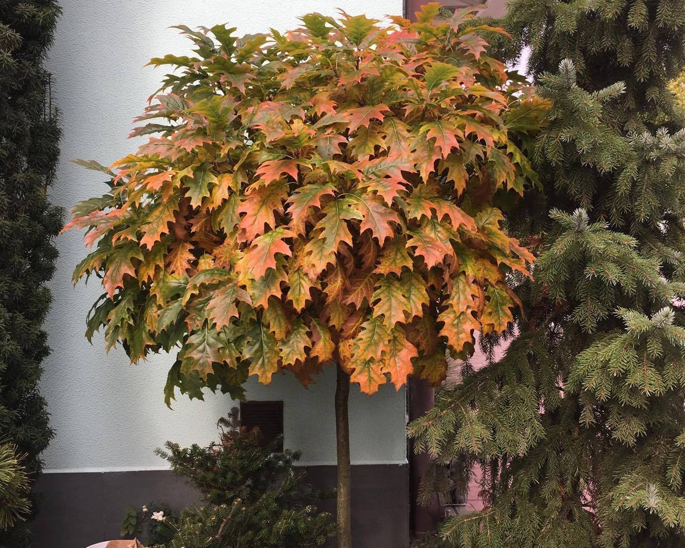 Дуб болотный