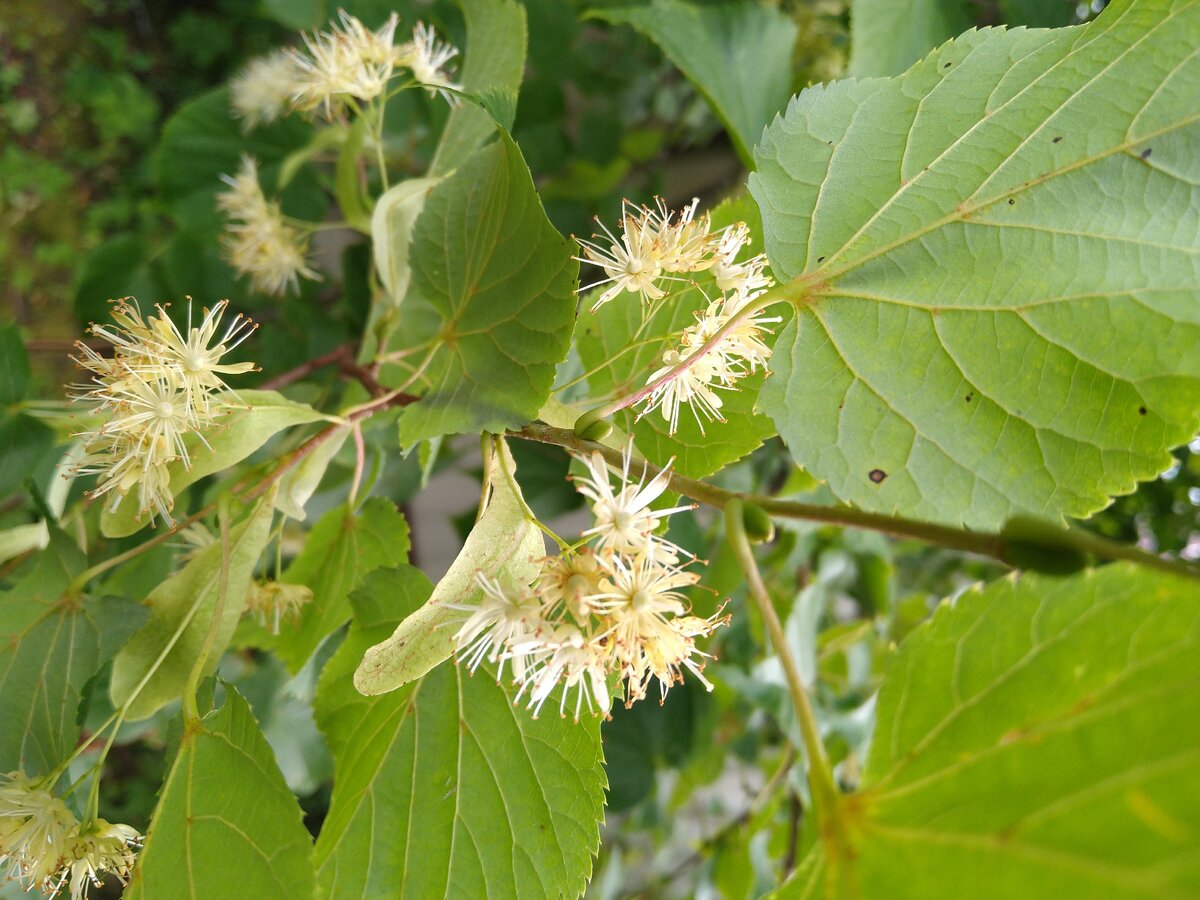 Липа маньчжурская