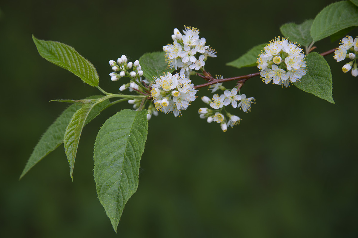 Черемуха Маака