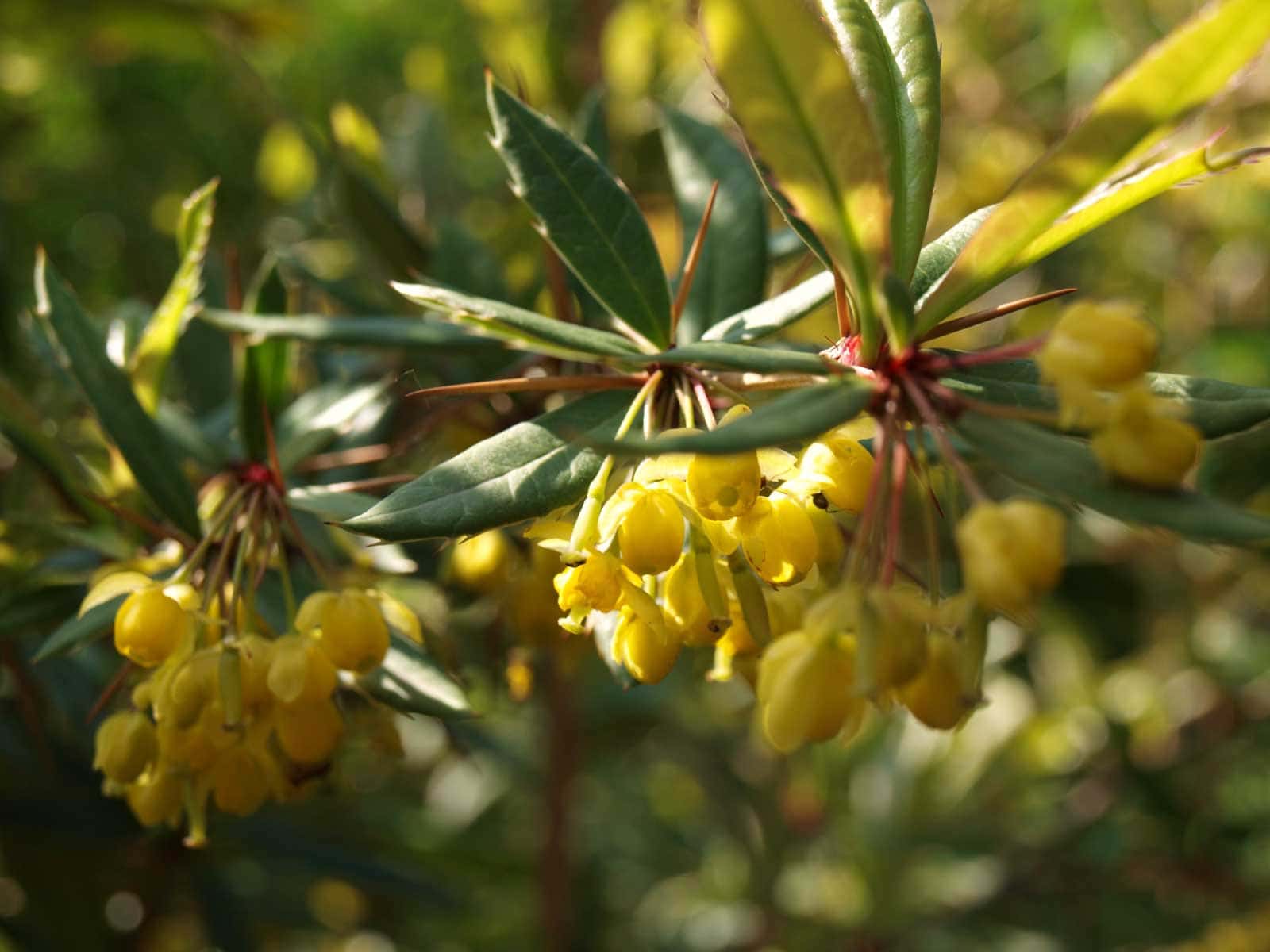 Барбарис Юлианы Барбарис Юлианы