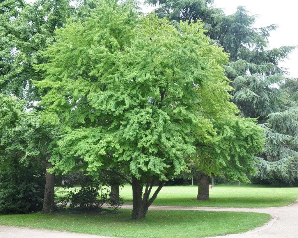 Багрянник японский