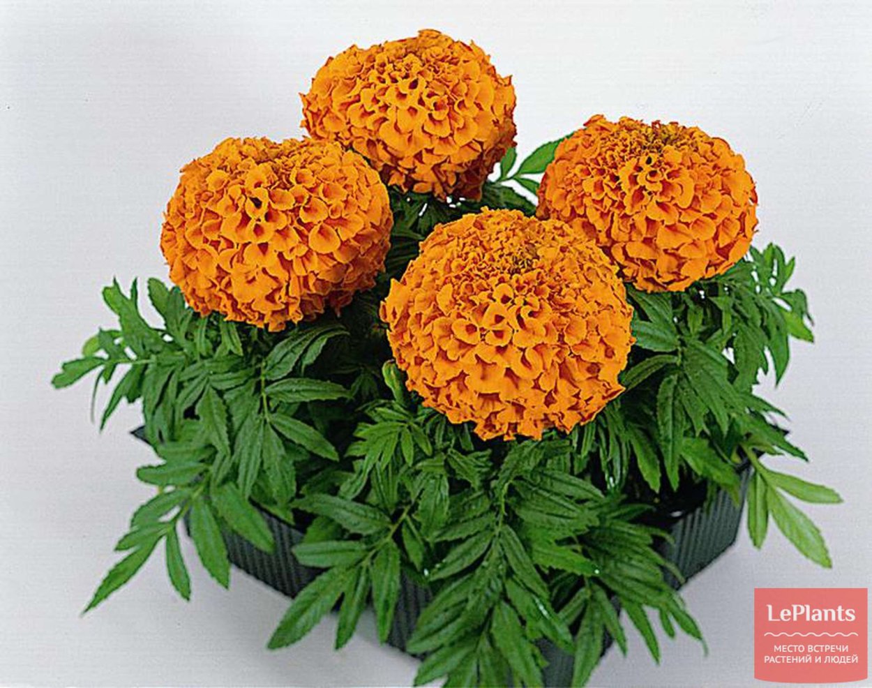 Бархатцы прямостоячие Бархатцы прямостоячие