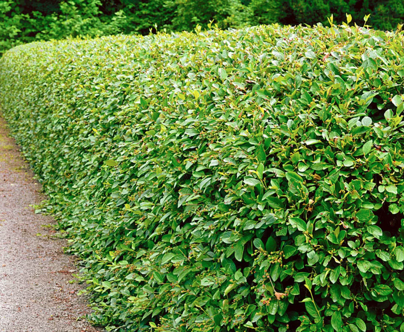 Кизильник Кизильник