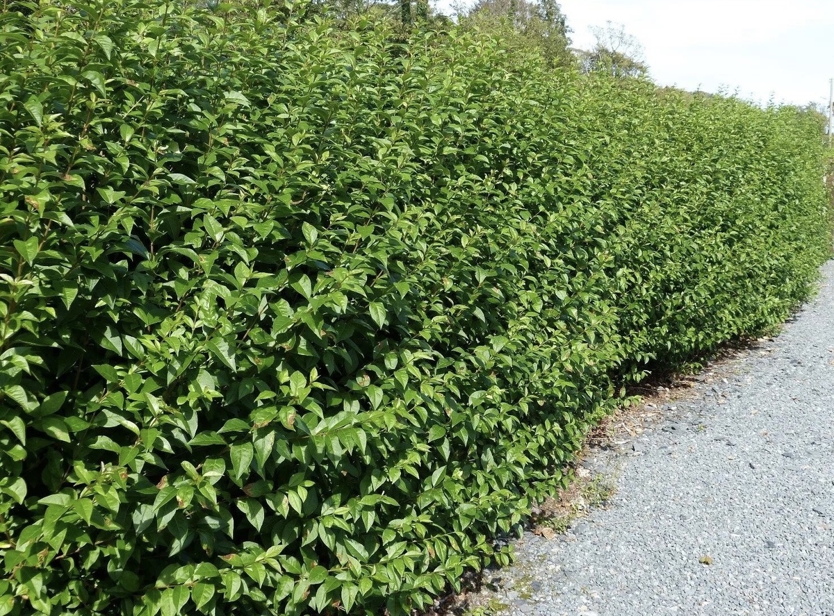 Бирючина плотная Бирючина плотная