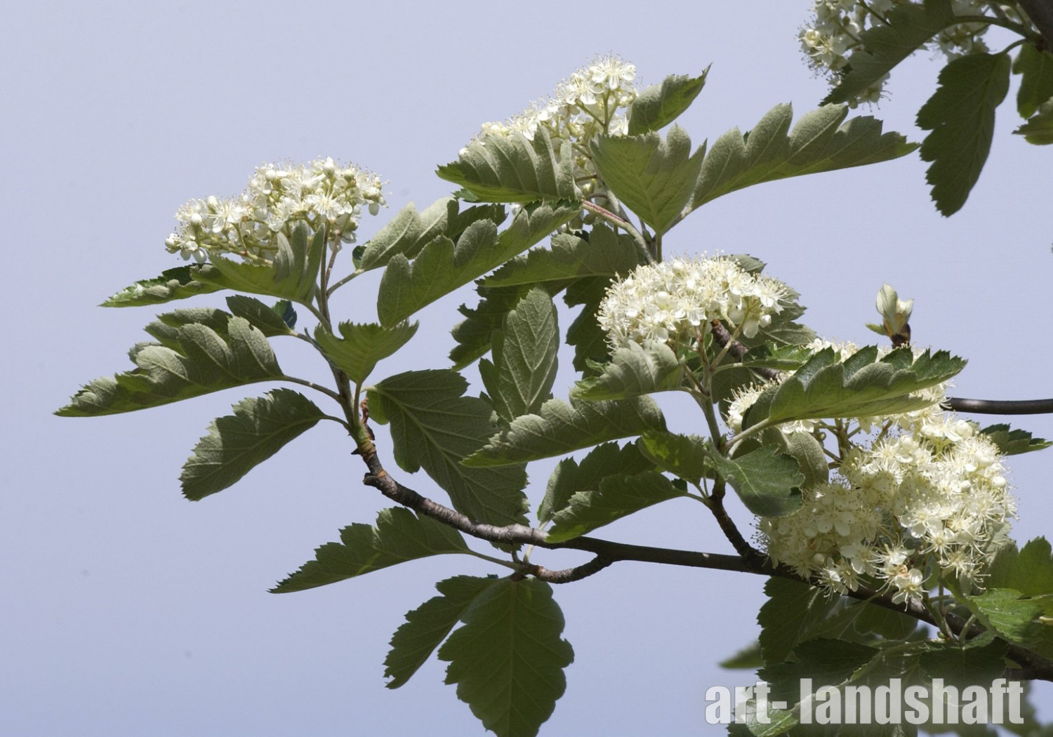 Рябина промежуточная