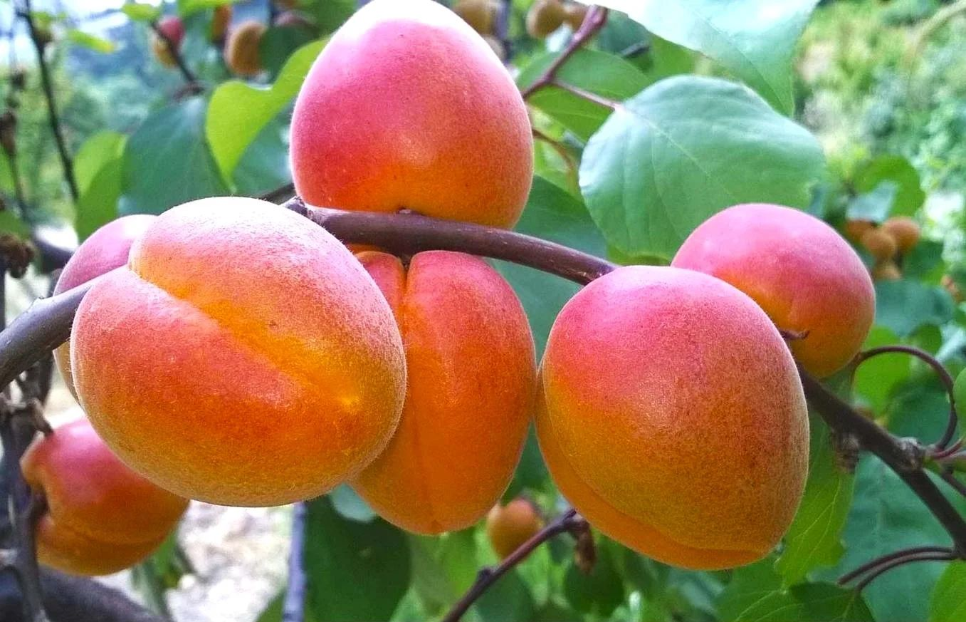 Абрикос обыкновенный