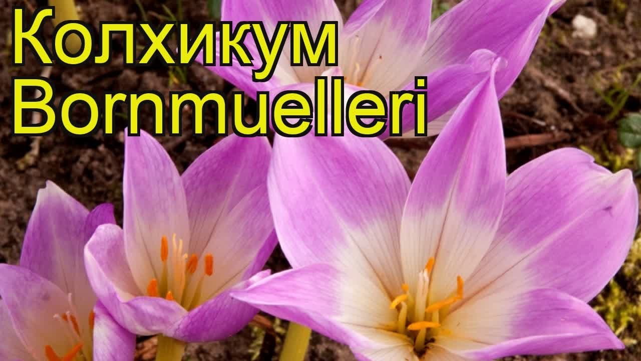 Безвременник великолепный Безвременник великолепный