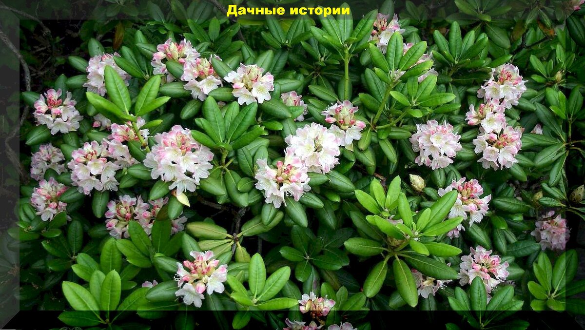 Рододендрон короткоплодный