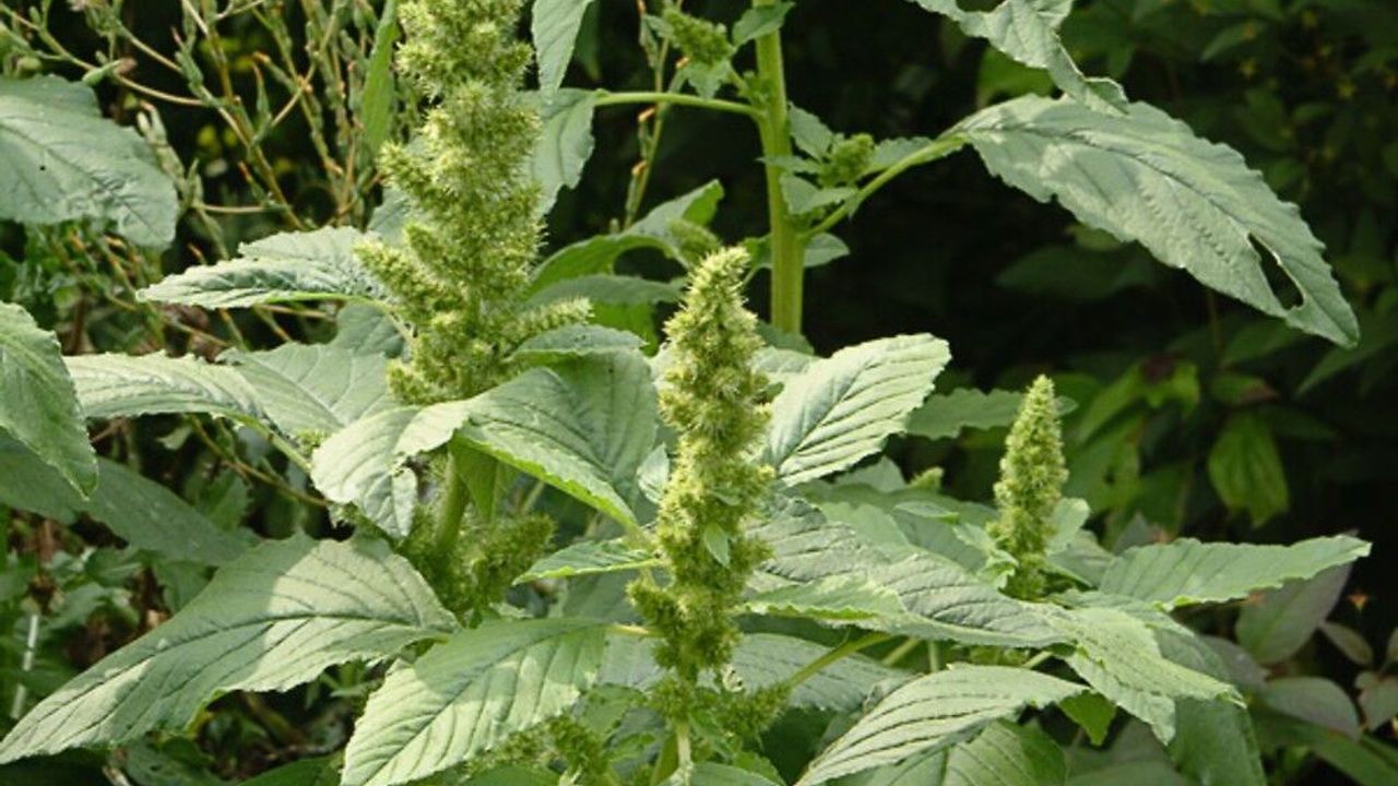 Безвкусница щирицевидная