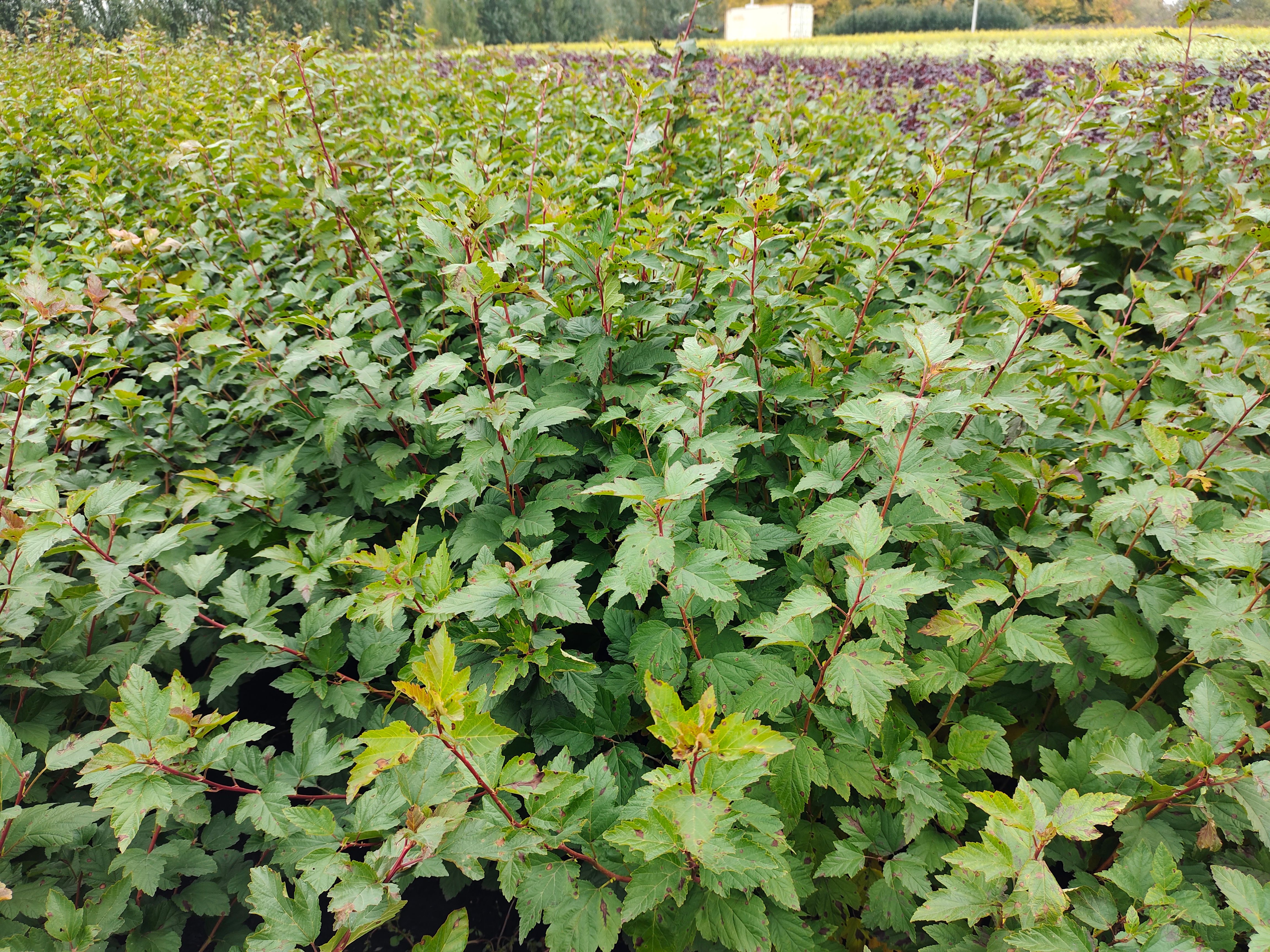 Пузыреплодник сизый