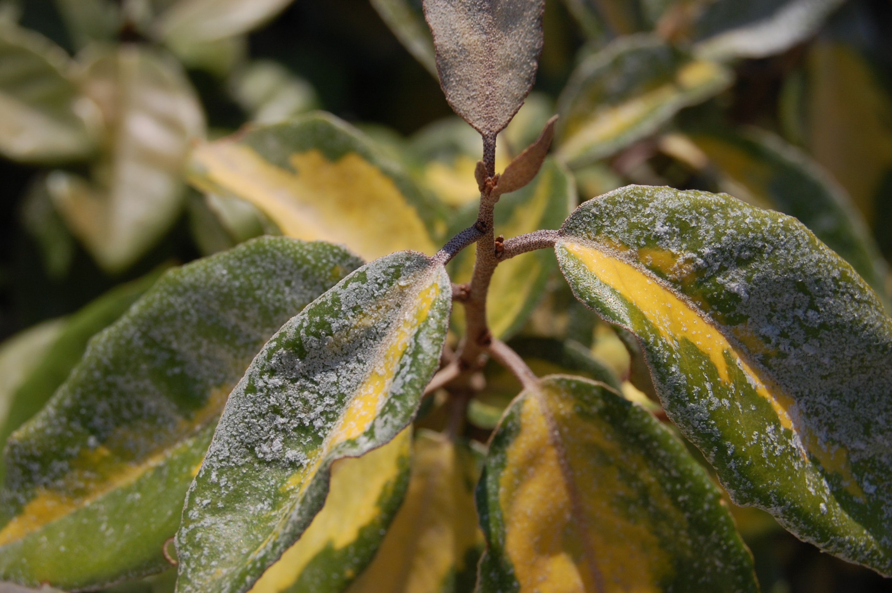 Лох Эббинга