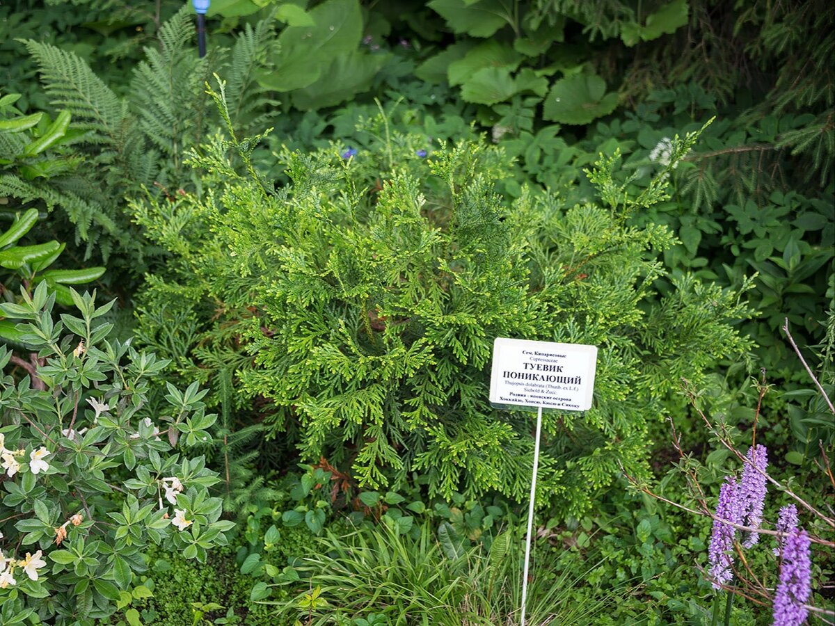 Туевик Туевик