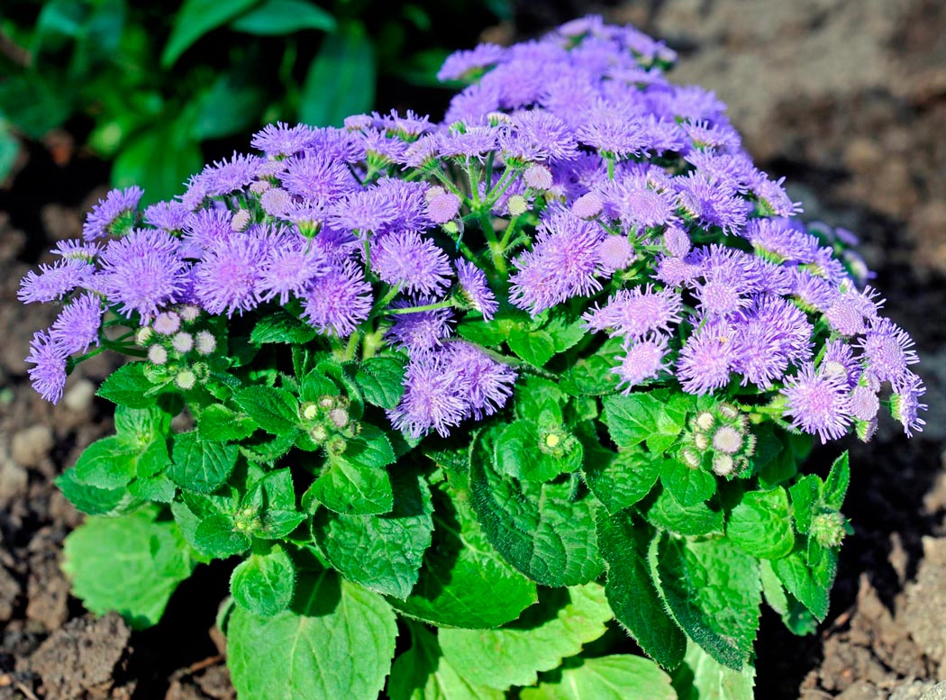 Агератум Агератум