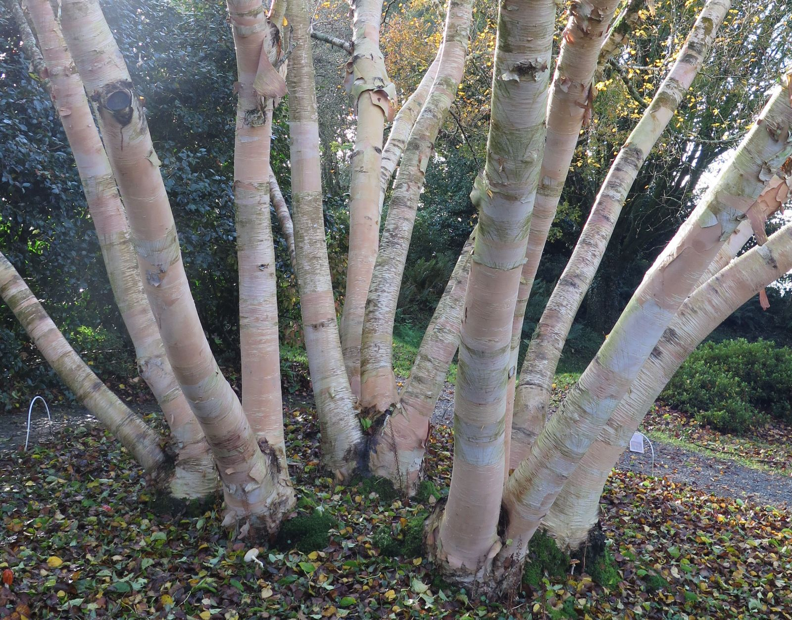 Береза Эрмана