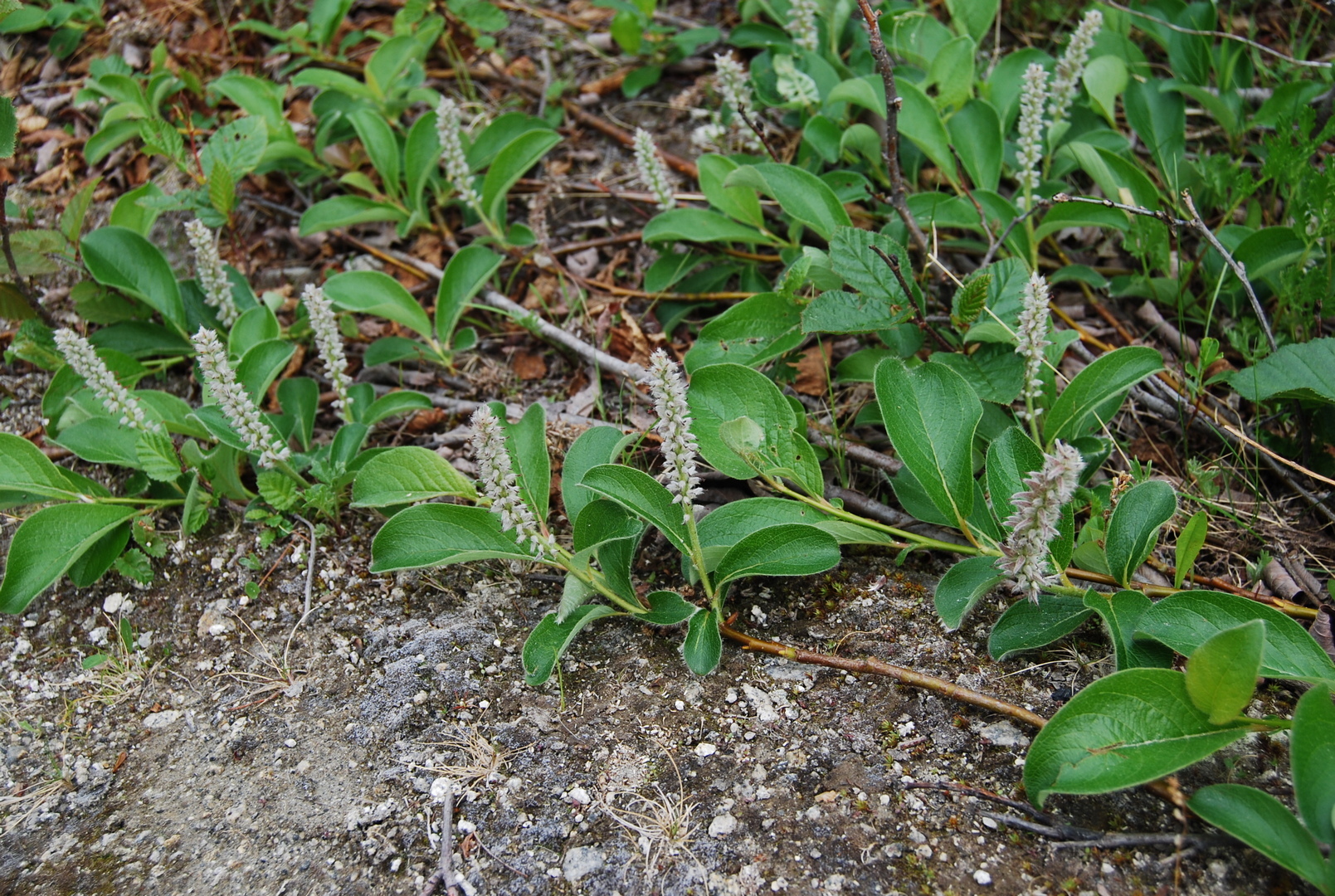 Ива полярная