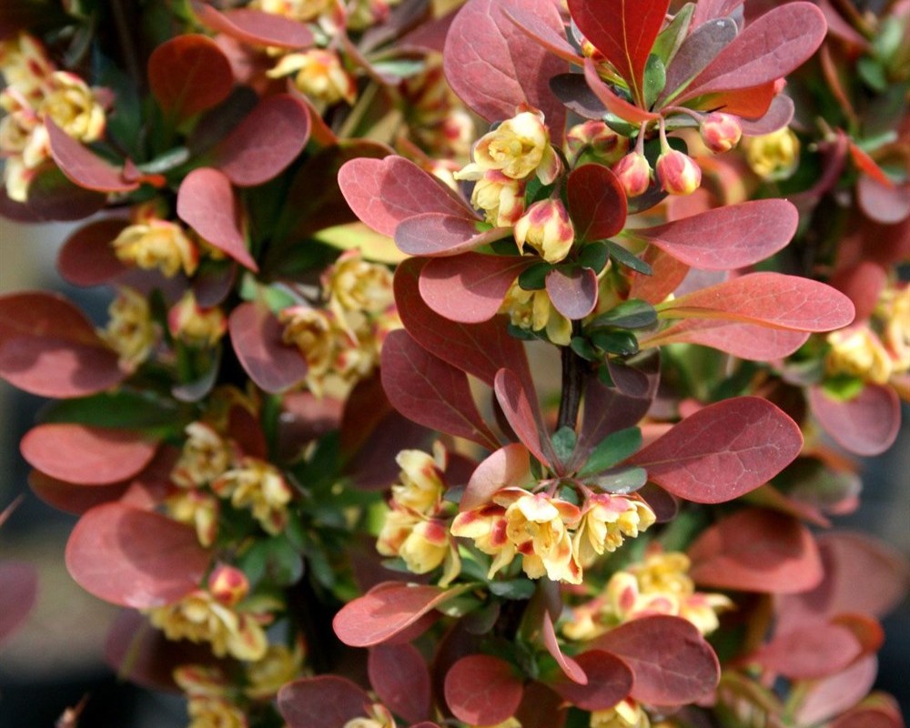 Барбарис разноцветоножковый Барбарис разноцветоножковый