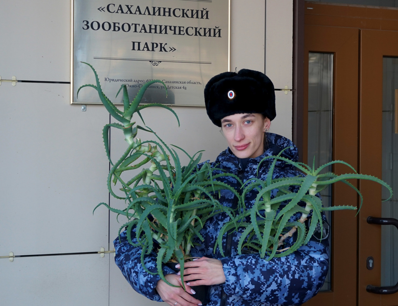 Пихта сахалинская Пихта сахалинская