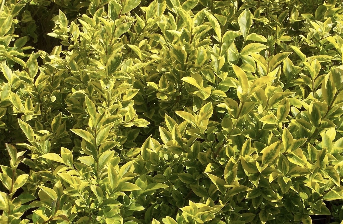 Бирючина пестрая Бирючина пестрая