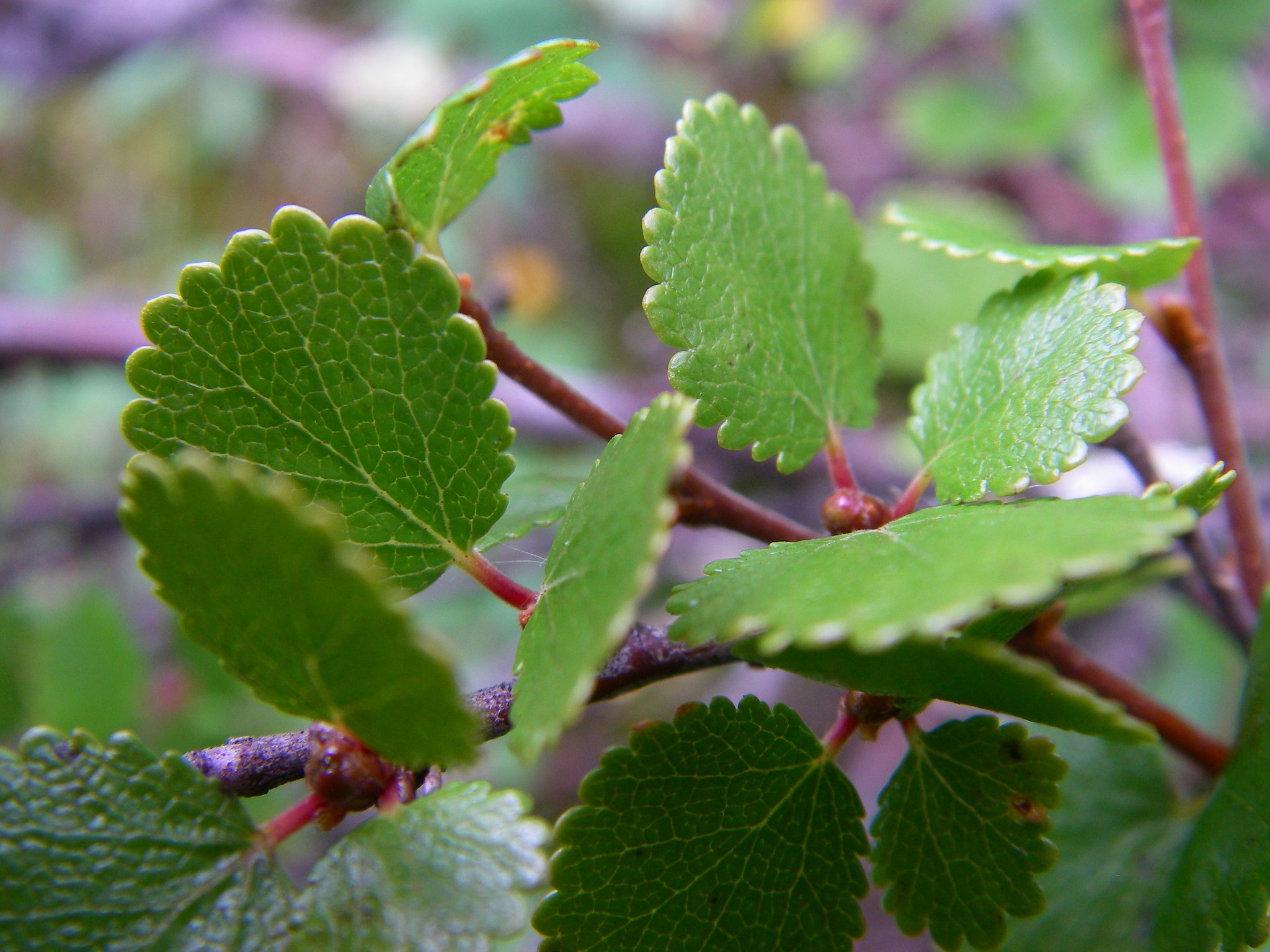 Береза карликовая Береза карликовая