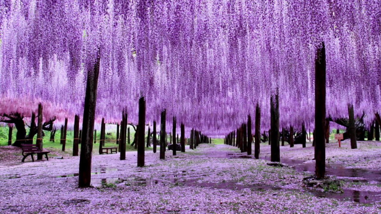 Глициния японская Глициния японская