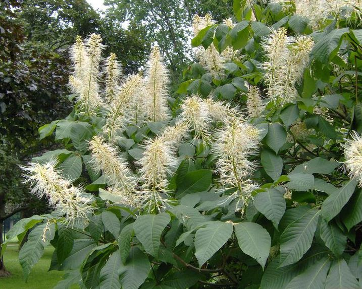 Каштан конский мелкоцветковый