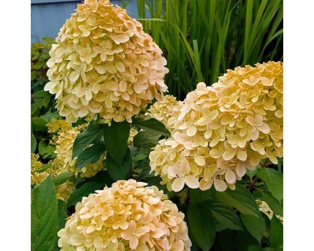 Гортензия метельчатая Гортензия метельчатая