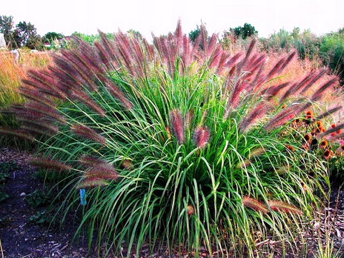 Безвкусница Безвкусница