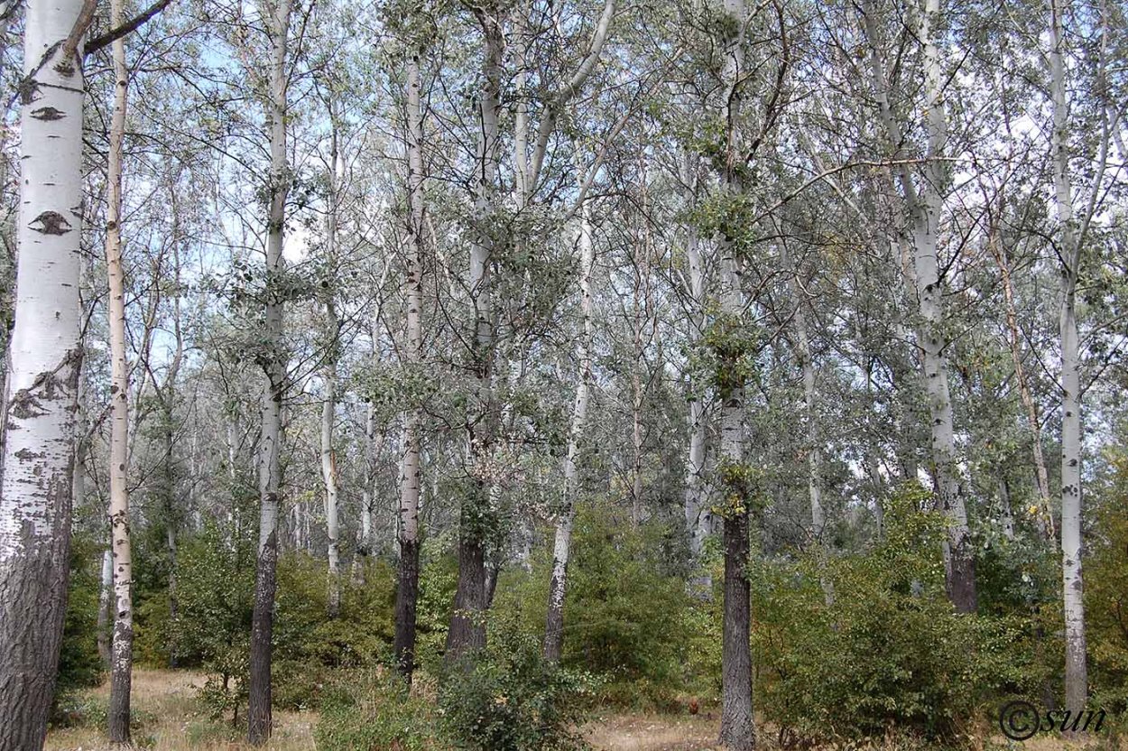 Тополь белый Тополь белый