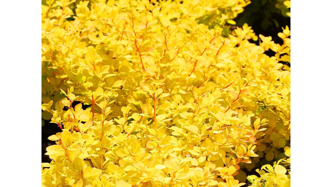 Барбарис Пуаре