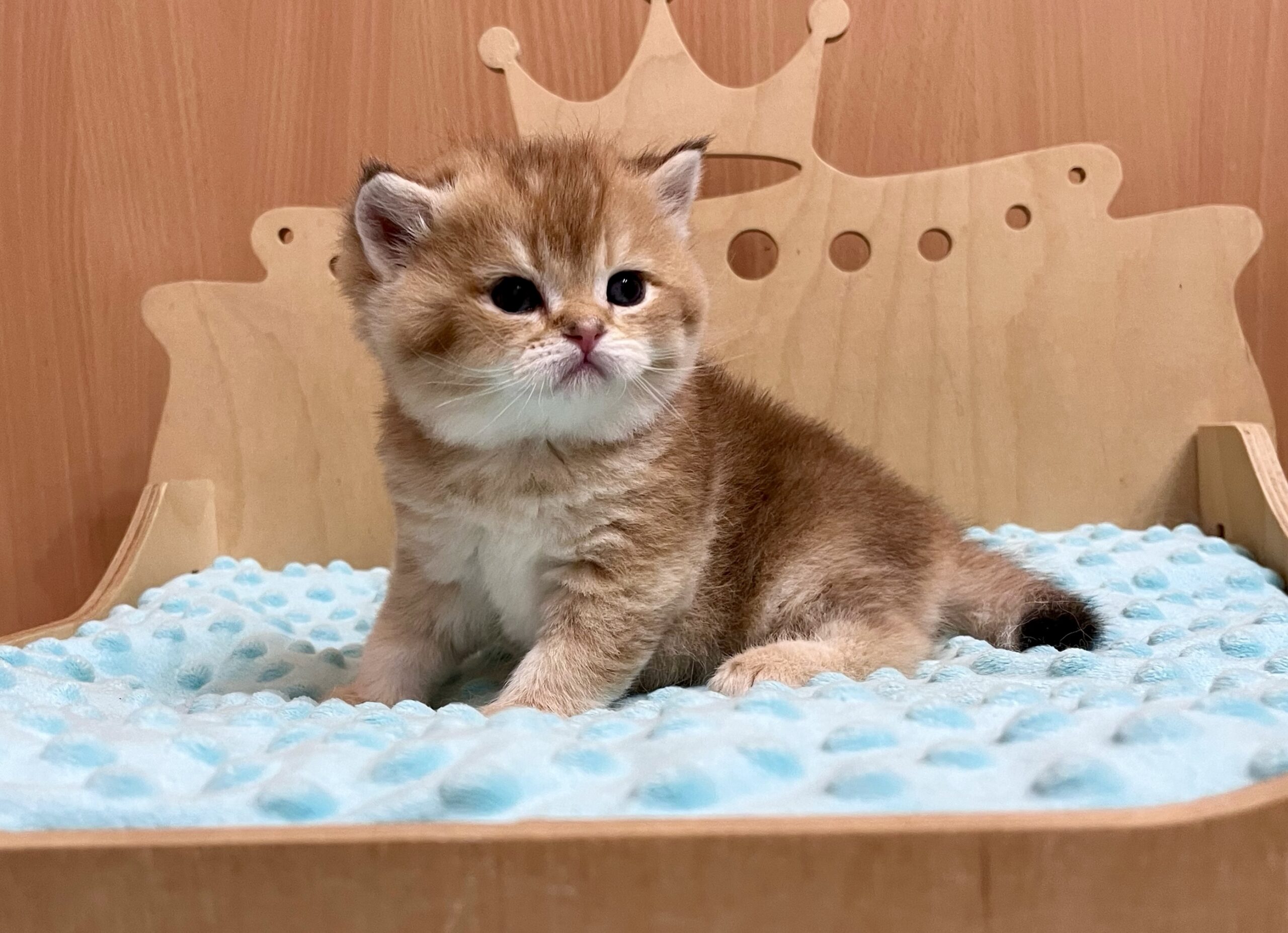 Бирючина золотистая