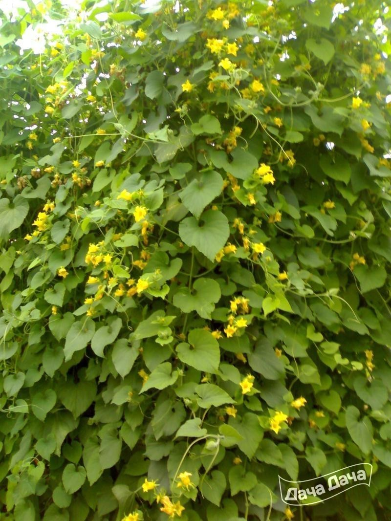 Древогубец гибридный