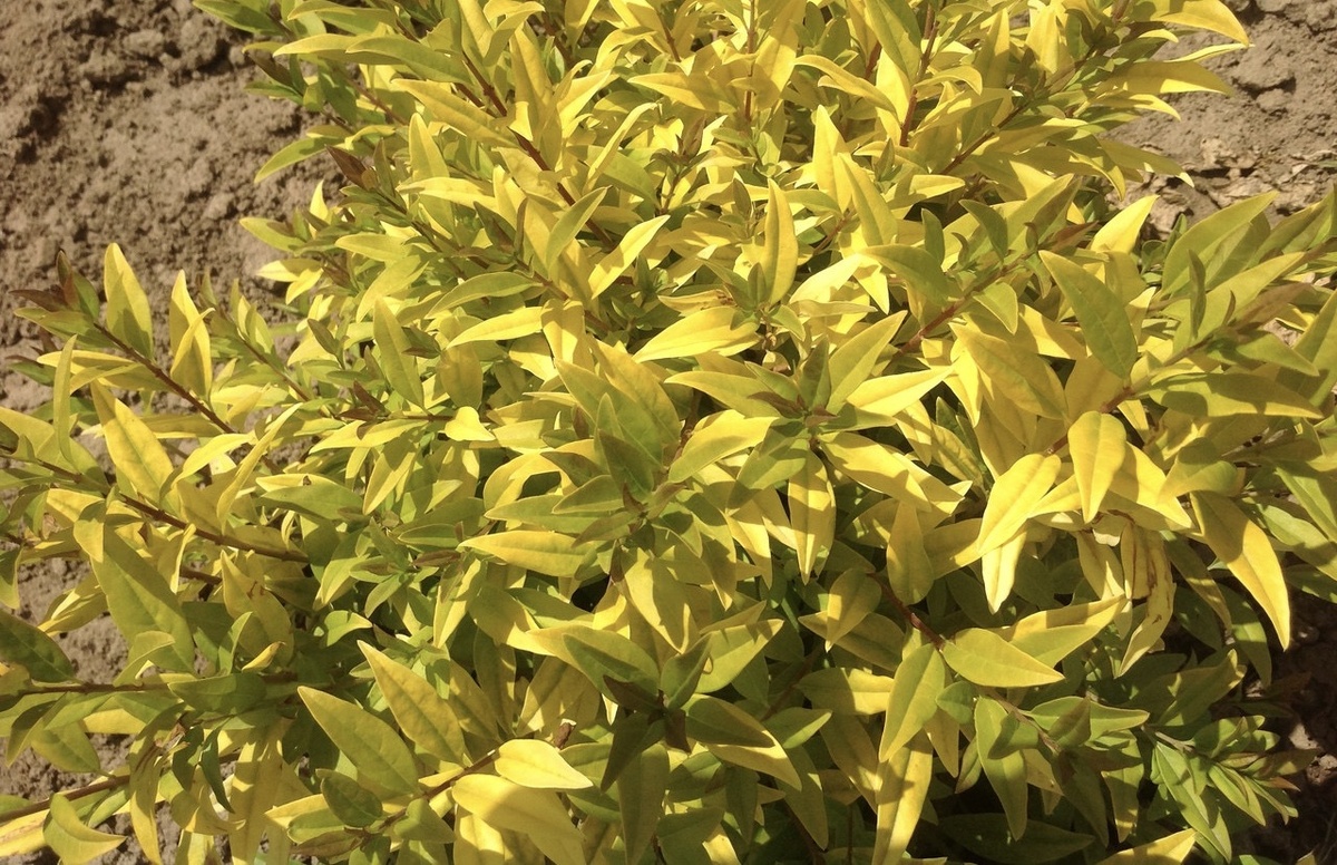 Бирючина золотистая