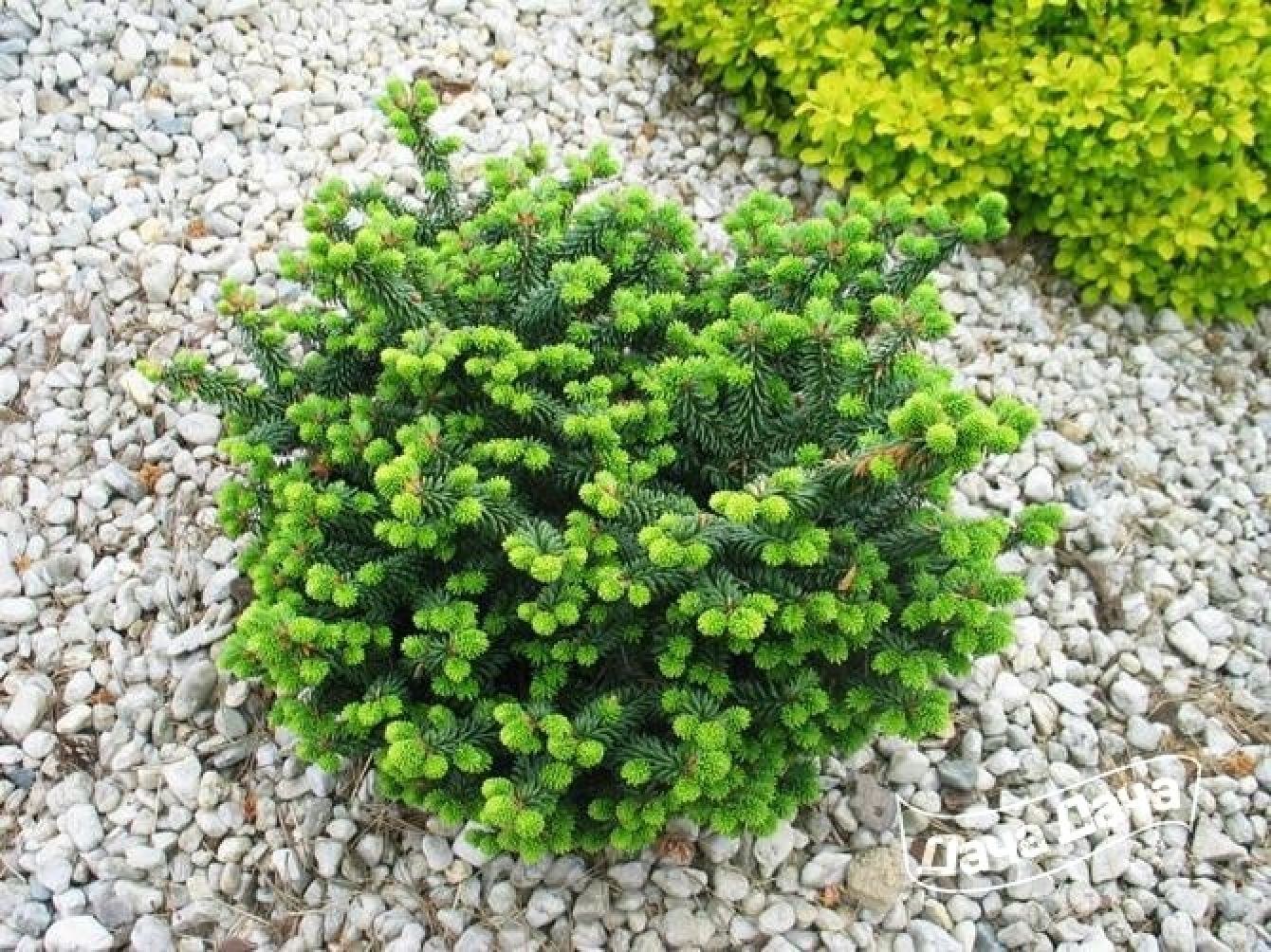 Пихта бальзамическая