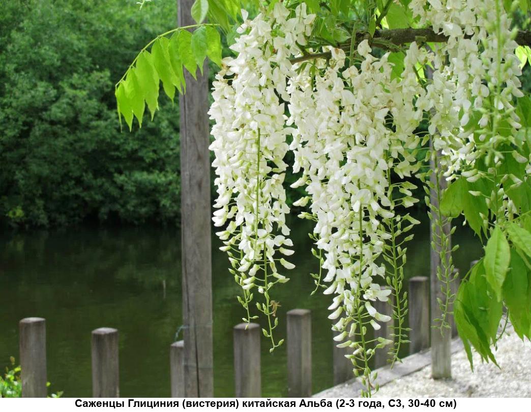 Глициния Глициния