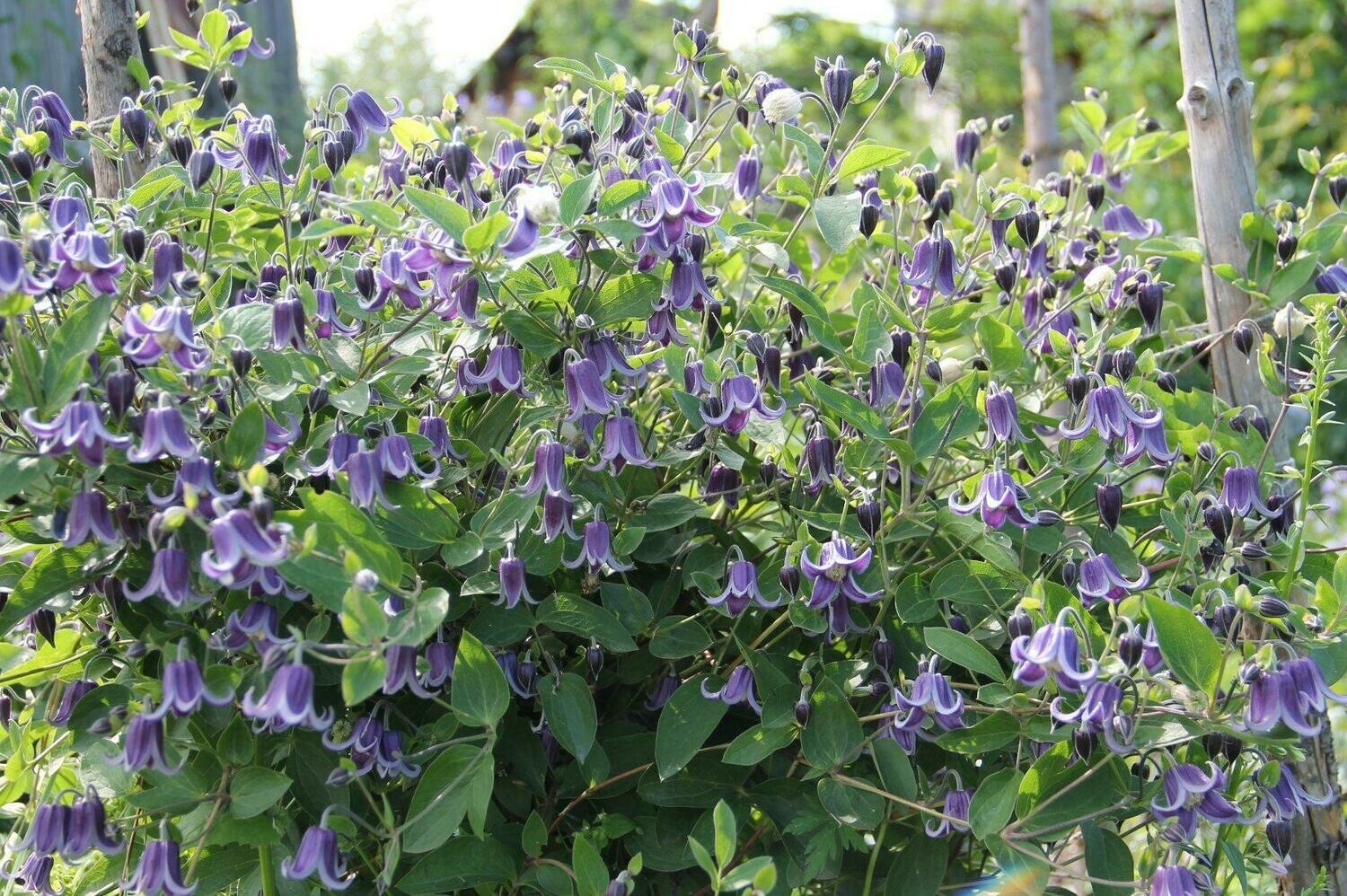 Клематис Интегрифолия