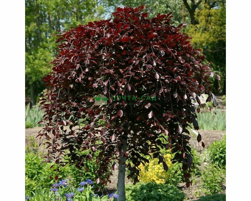 Береза вишневая