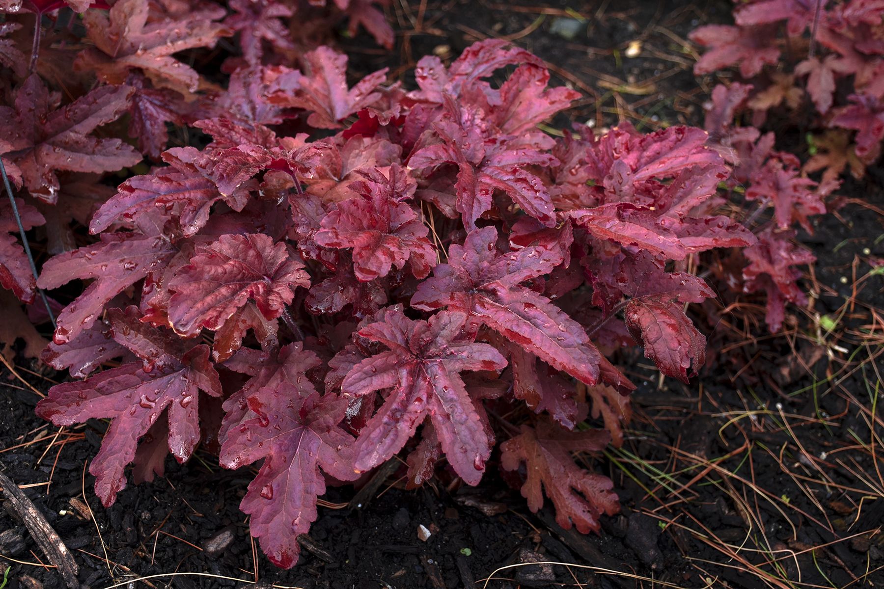 Гейхерелла