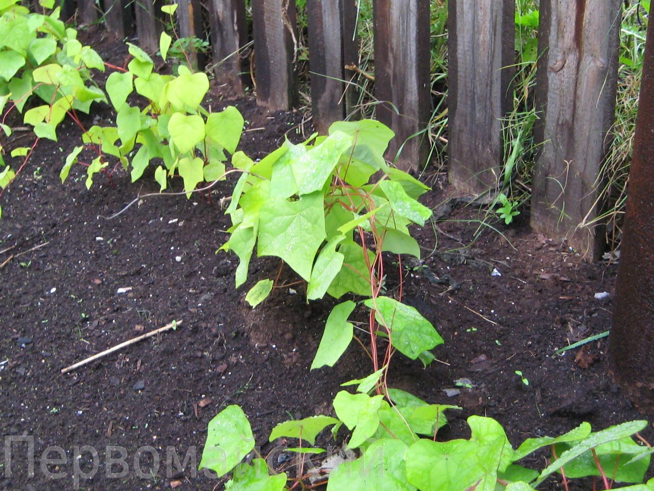 Луносемянник гибридный