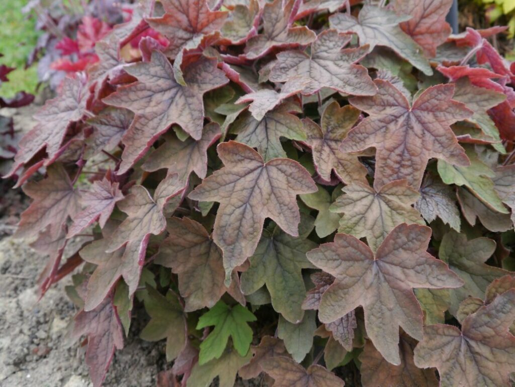 Гейхерелла